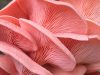 Les Champignons de Kerean - pleurote rose