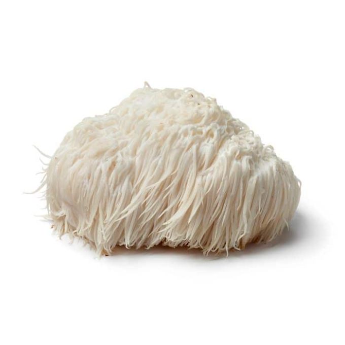 Les Champignons de Kerean - mycélium