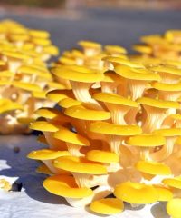 Les Champignons de Kerean