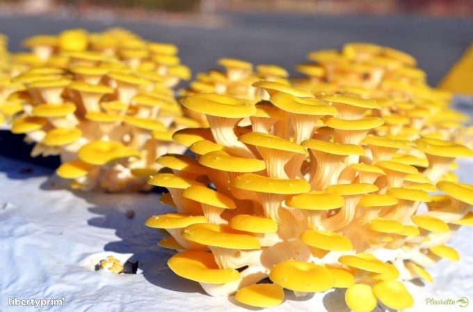 Les Champignons de Kerean