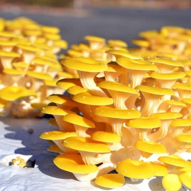 Les Champignons de Kerean