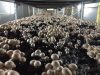 Les champignons poussent à leur rythme