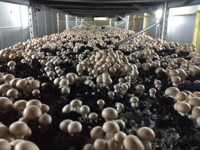 Les champignons poussent à leur rythme