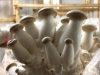 Les champignons poussent sans stress