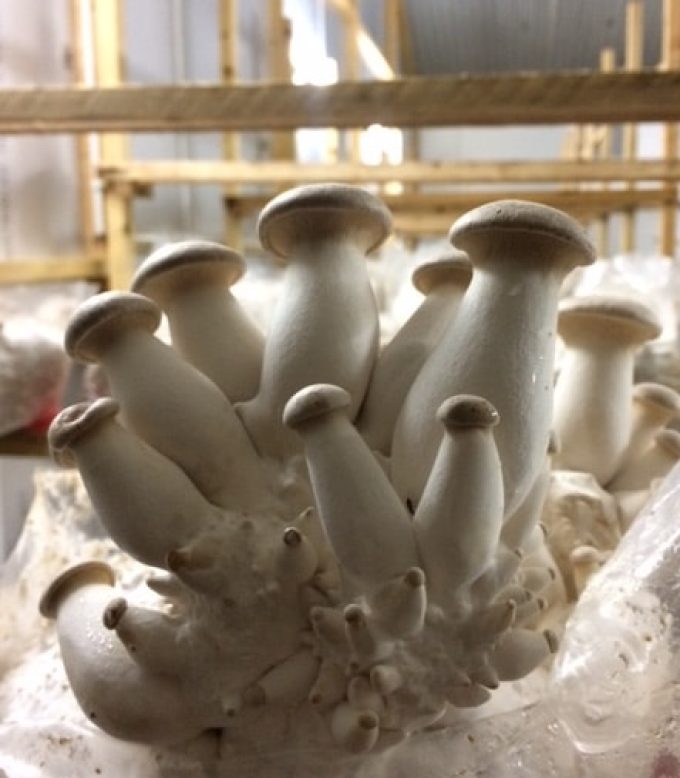 Les champignons poussent sans stress