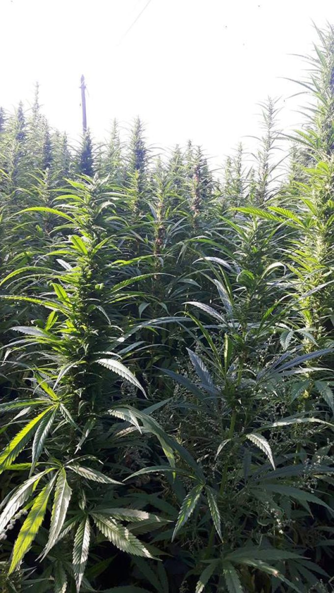 Chanvre qui servira à réaliser de l'huile Bio