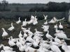 Charles Godet - canards