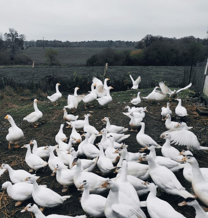 Charles Godet - canards
