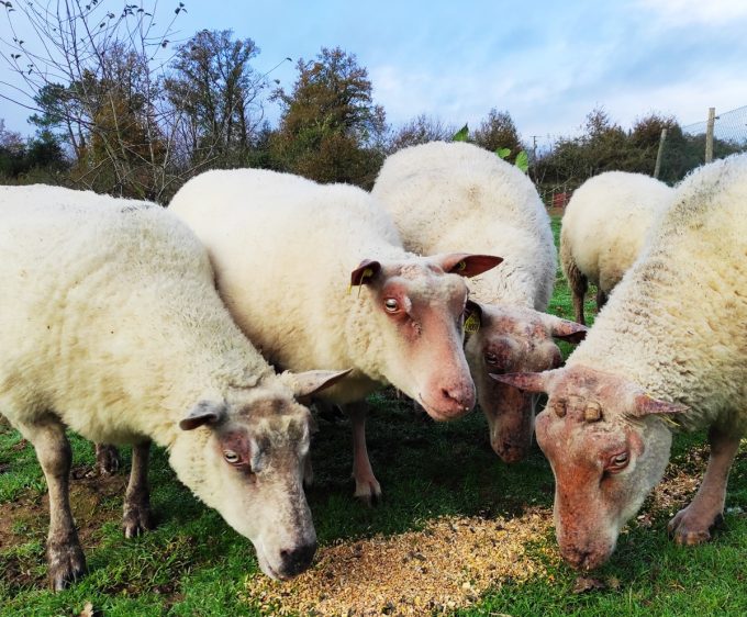 Charles Godet - moutons et agneaux