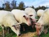 Charles Godet - moutons et agneaux