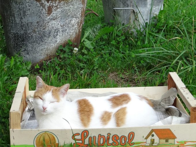 Les chats apprécient le calme... ;)