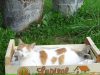 Les chats apprécient le calme... ;)