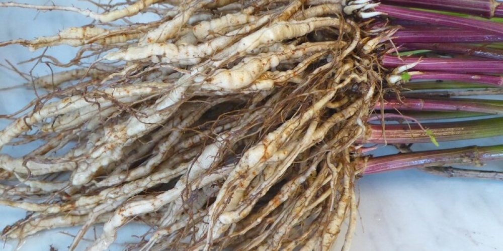 Le chervis : un légume oublié du potager à redécouvrir