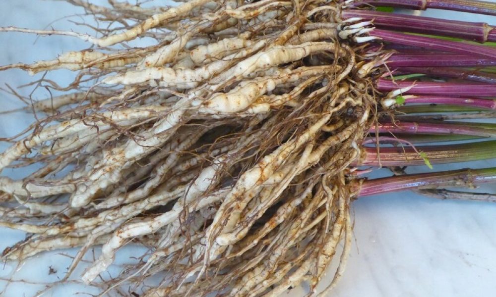 Le chervis : un légume oublié du potager à redécouvrir