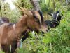 Alimentation naturelle