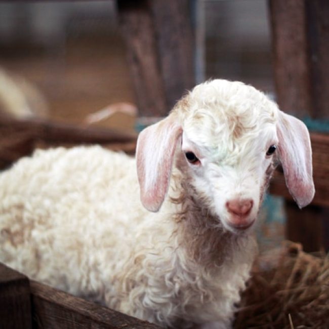 Ferme de Brantadé – Cabri ô Laine