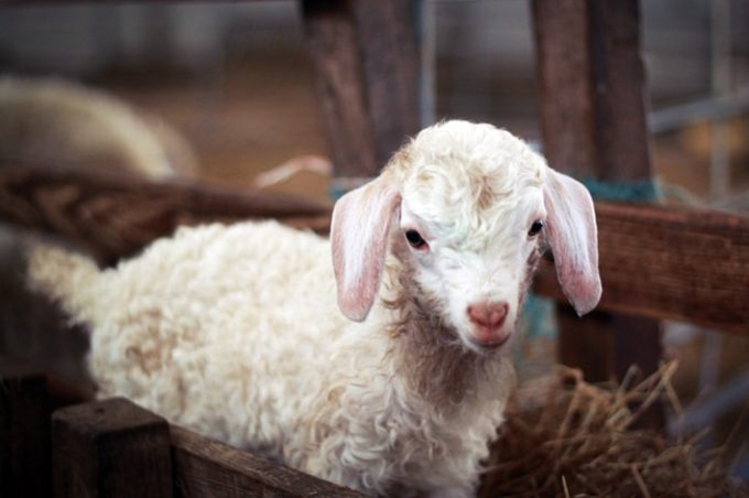 Ferme de Brantadé – Cabri ô Laine