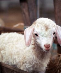 Ferme de Brantadé – Cabri ô Laine
