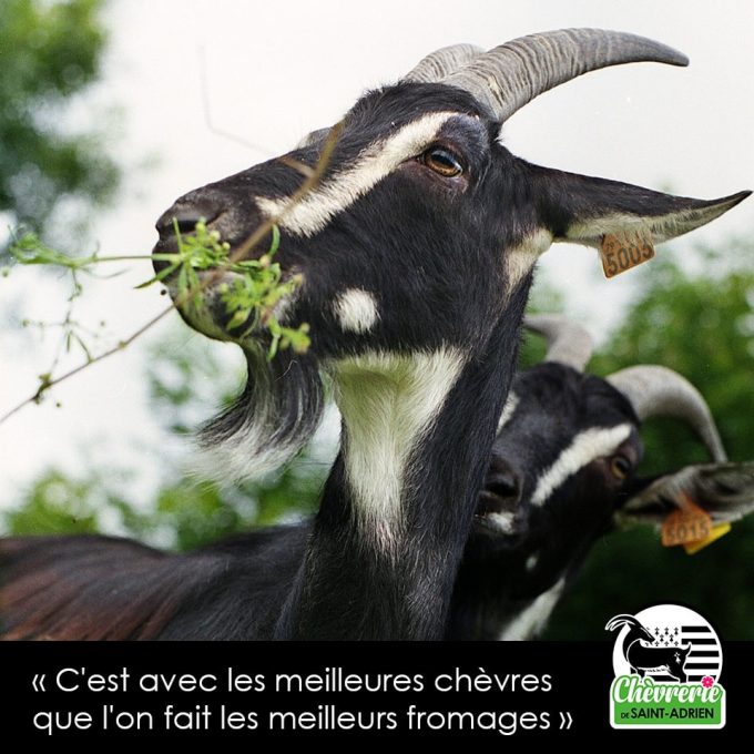 C'est avec le meilleur lait qu'on fait le meilleur fromage