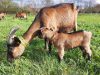 Les Chèvres de Kernaveno - chèvre et chevreau