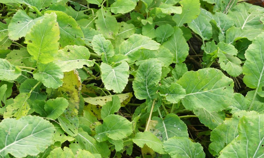 Le chou Daubenton, un légume oublié à (re) découvrir très vite !