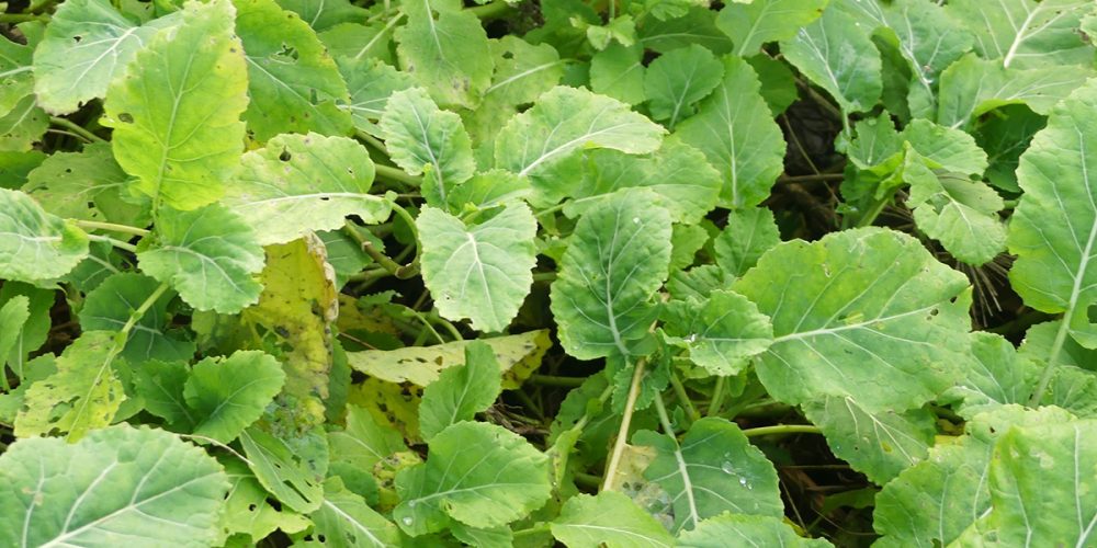 Le chou Daubenton, un légume oublié à (re) découvrir très vite !