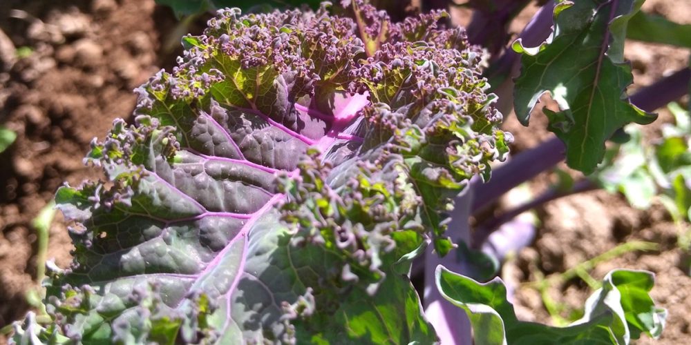 Le chou kale ou chou frisé : saison, bienfaits, comment le cuisiner ?…