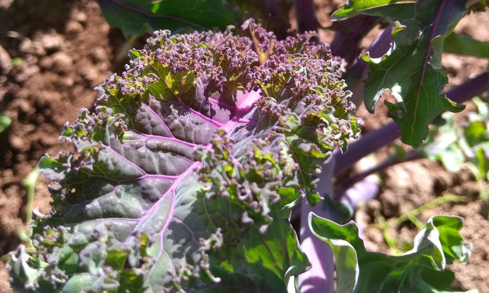 Le chou kale ou chou frisé : saison, bienfaits, comment le cuisiner ?…