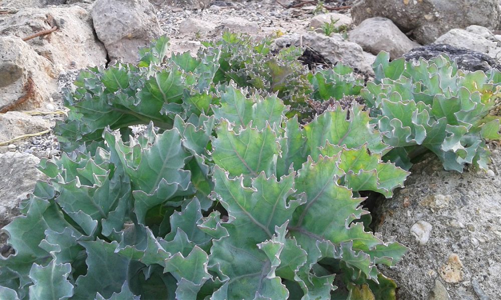Le crambe maritime (chou marin) : une plante ornementale et comestible à (re)découvrir