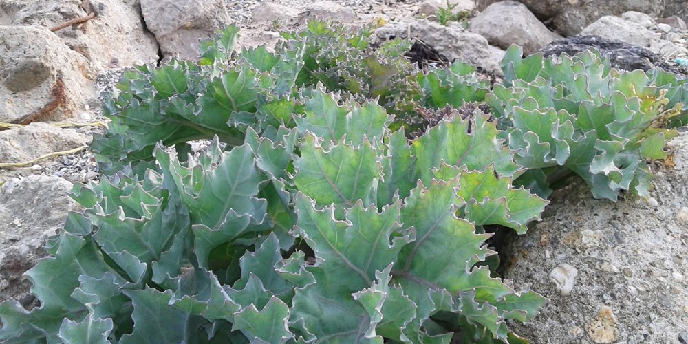 Le crambe maritime (chou marin) : une plante ornementale et comestible à (re)découvrir
