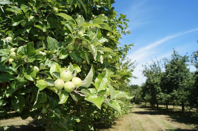 Les pommes du verger