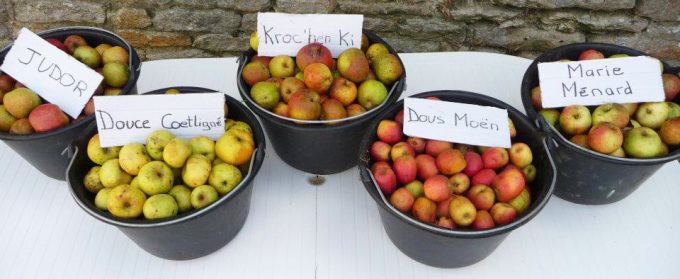Quelques variétés de pomme 