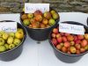 Quelques variétés de pomme 