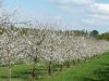 Les pommiers en fleurs 