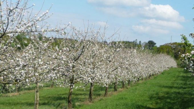 Les pommiers en fleurs 