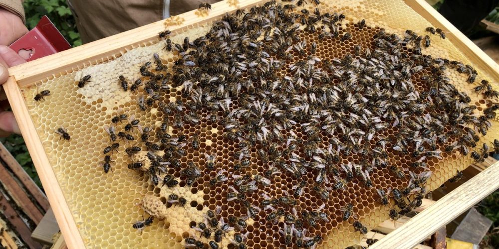 Cire d’abeille : Qu’est-ce que c’est ? Quels bienfaits ? Comment l’utiliser ?