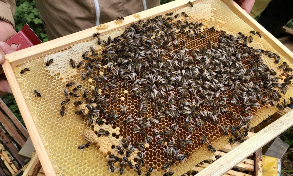 Cire d’abeille : Qu’est-ce que c’est ? Quels bienfaits ? Comment l’utiliser ?