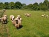 Moutons nourris à l'herbe