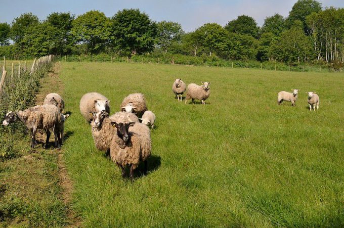 Moutons nourris à l'herbe