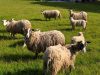 Moutons de plein air