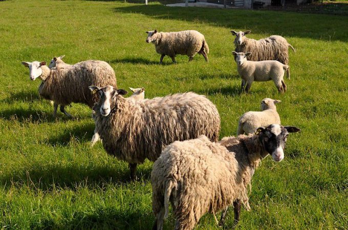 Moutons de plein air