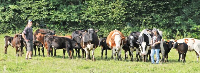 Une partie du troupeau de la Ferme bio de Coat Squiriou