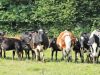 Une partie du troupeau de la Ferme bio de Coat Squiriou