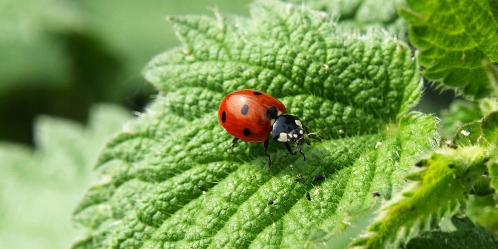 Lutter contre les nuisibles avec des coccinelles : intérêt et mode d’emploi