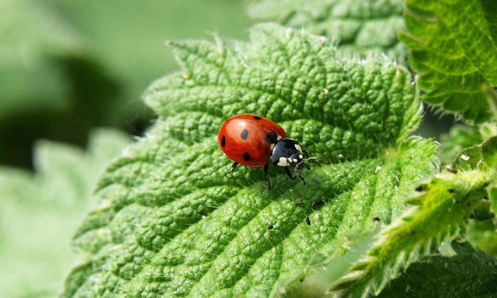 Lutter contre les nuisibles avec des coccinelles : intérêt et mode d’emploi