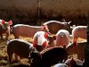 Cochons élevés sur paille