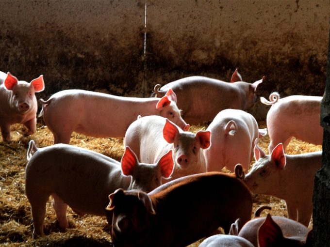 Cochons élevés sur paille
