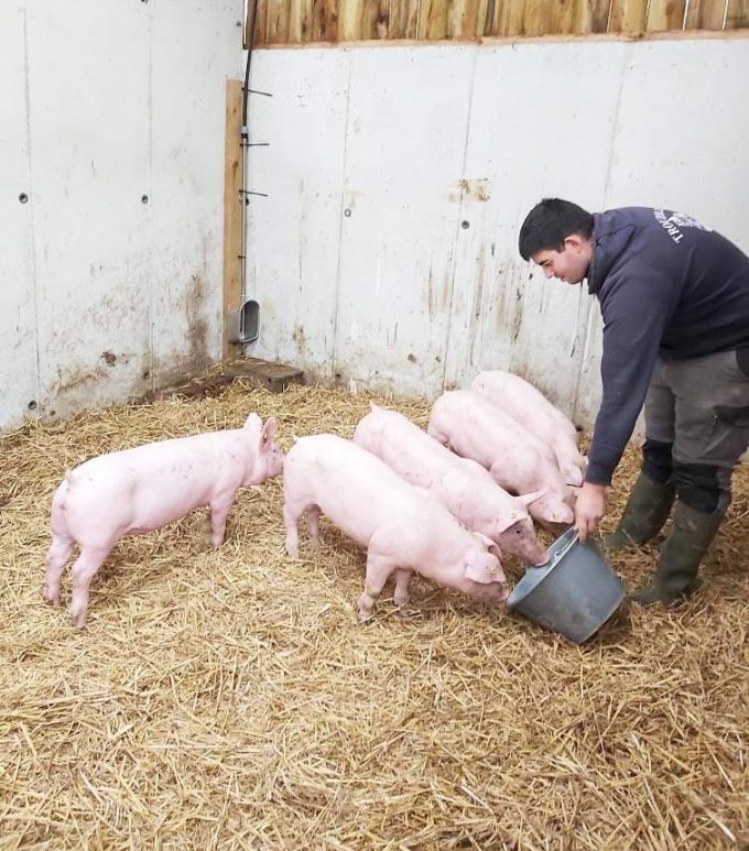 Adrian et ses cochons
