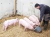Adrian et ses cochons