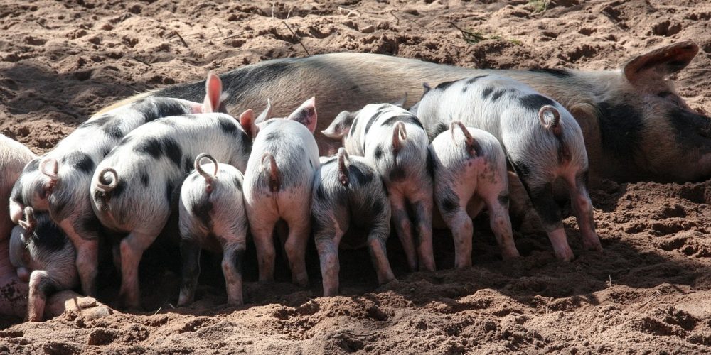 Les certifications et labels pour les élevages de porcs.